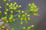 Nuttall's prairie parsley